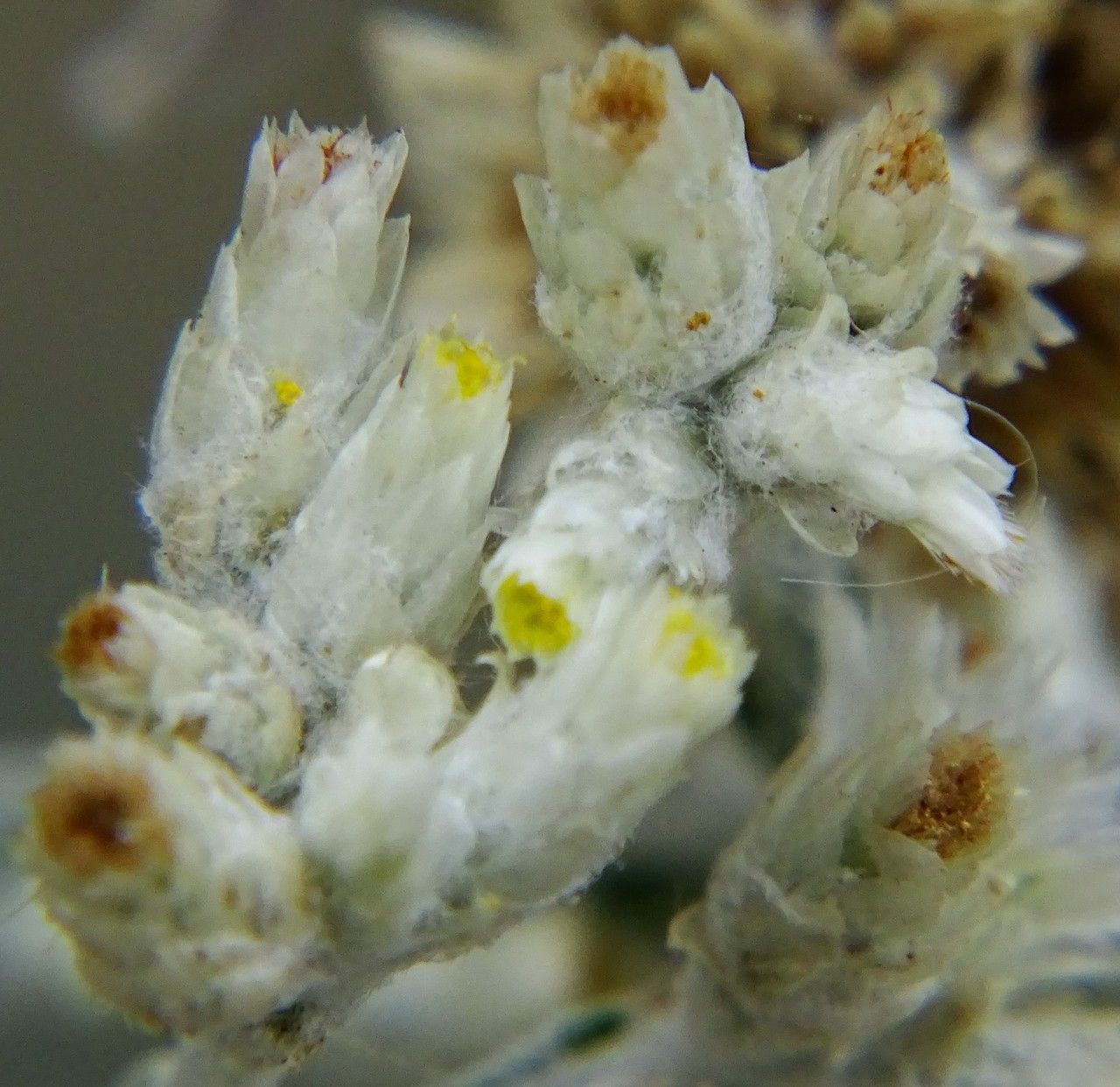 Pseudognaphalium microcephalum flower