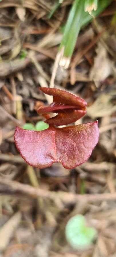 Corallorhiza maculata — related species from the same genus
