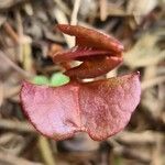 Corallorhiza maculata