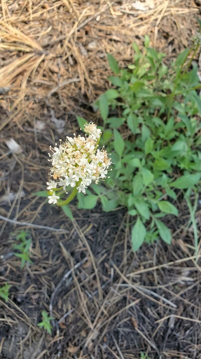 Valeriana californica flower