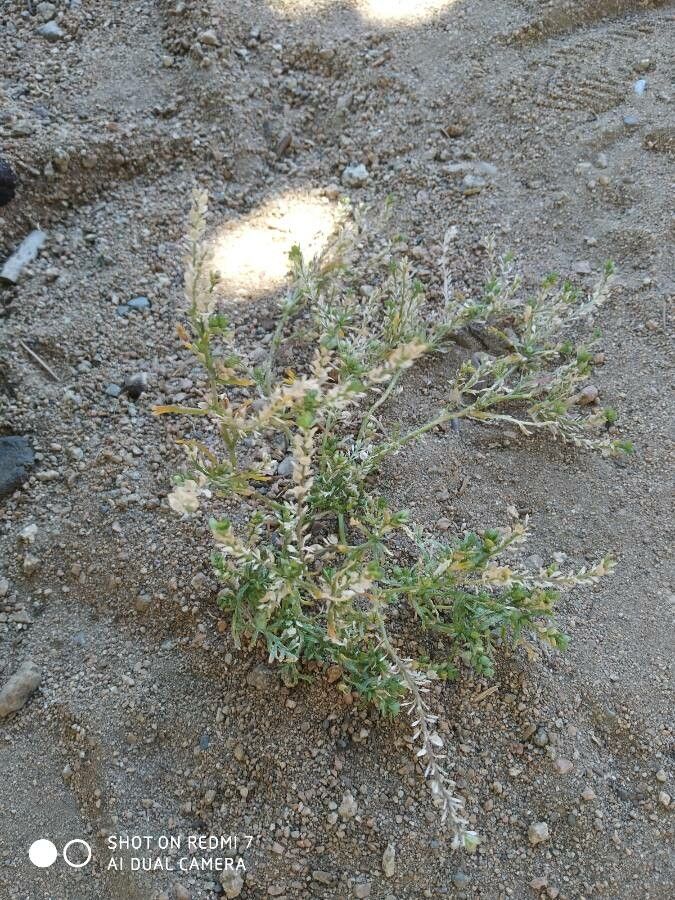 Petalonyx thurberi habit