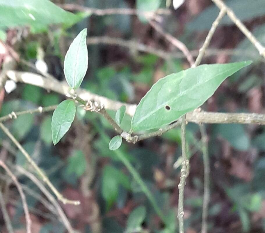 Pombalia bigibbosa — related species from the same genus