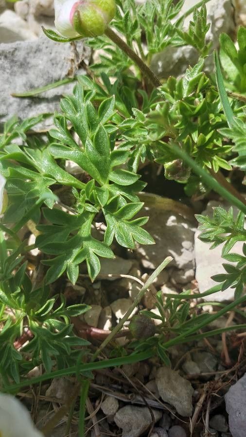 Ranunculus seguieri — houseplant care guide