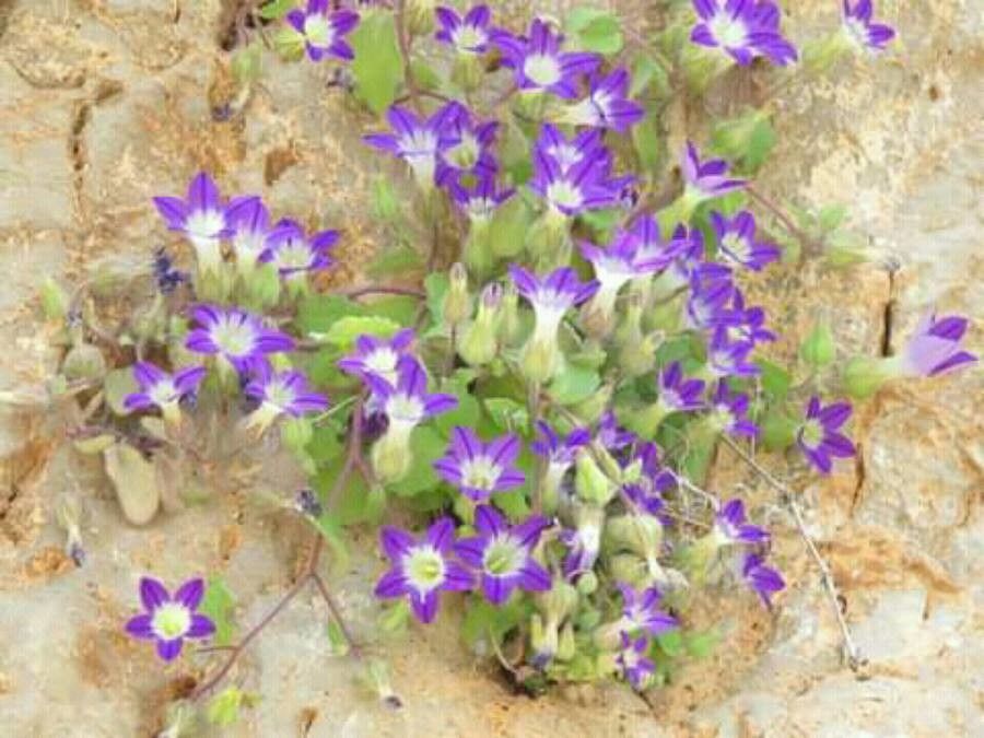 Campanula camptoclada — houseplant care guide