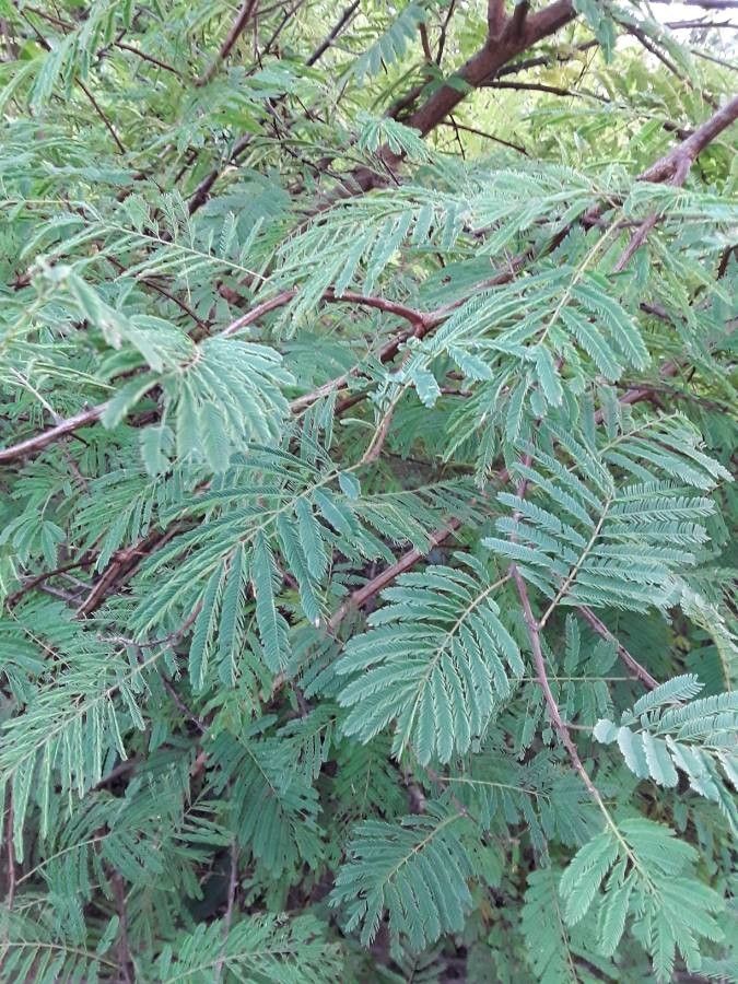 Senegalia erythrocalyx — houseplant care guide