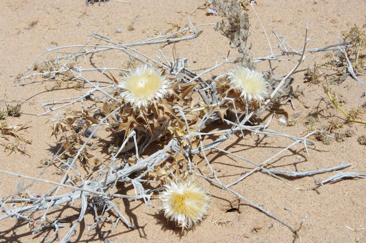Atractylis babelii flower