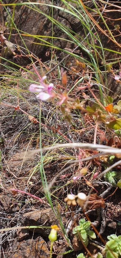 Pelargonium glechomoides flower