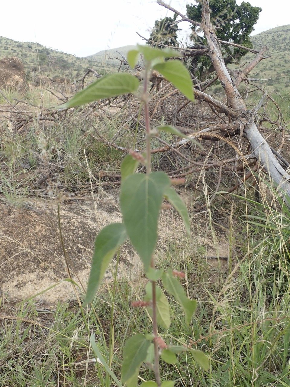 Acalypha crenata habit
