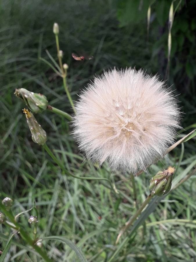 Urospermum dalechampii fruit