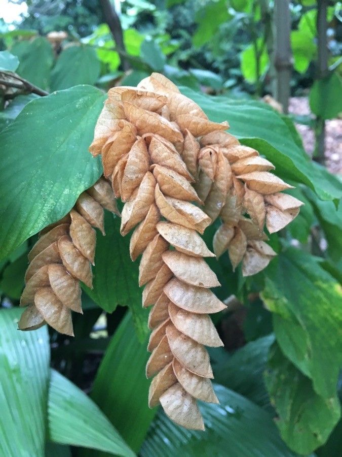 Flemingia strobilifera flower
