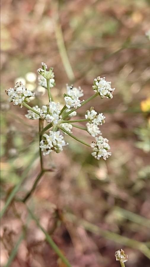 Seseli hippomarathrum flower