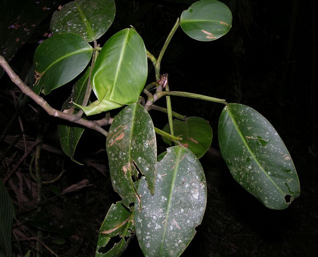 Philodendron rigidifolium other