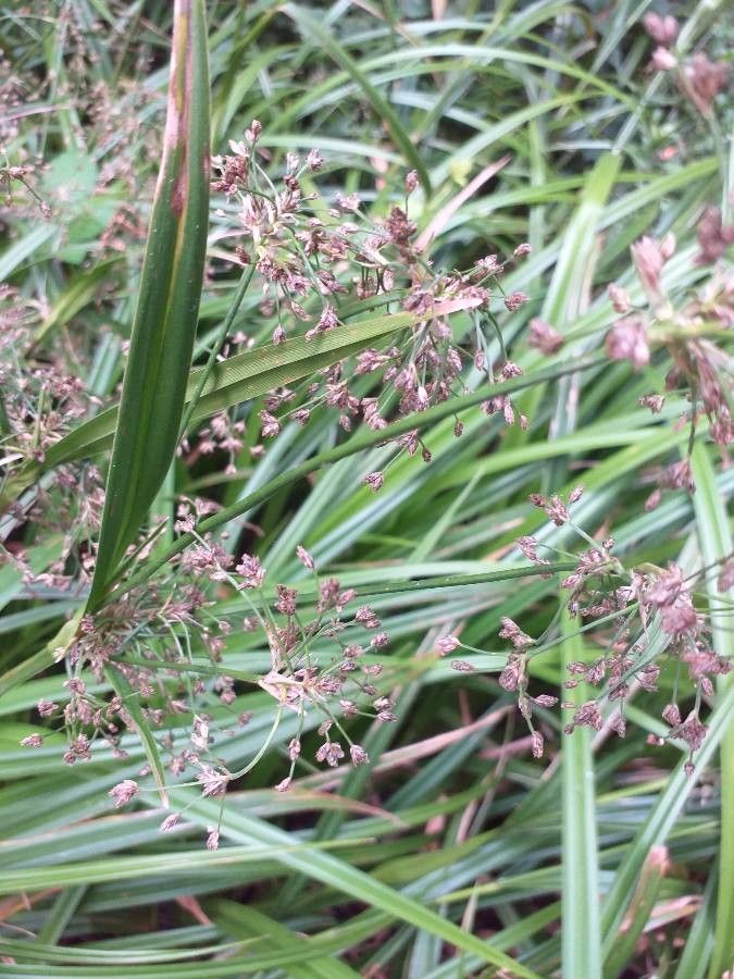 Scirpus sylvaticus flower