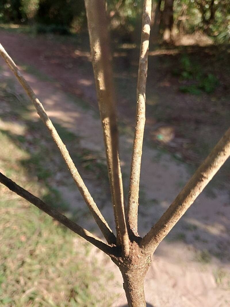 Pittosporum stenopetalum other