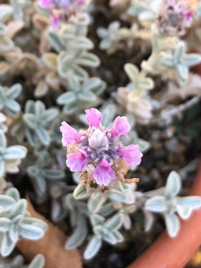 Sideritis stachydioides flower