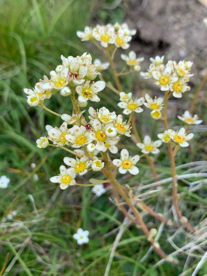 Saxifraga paniculata flower