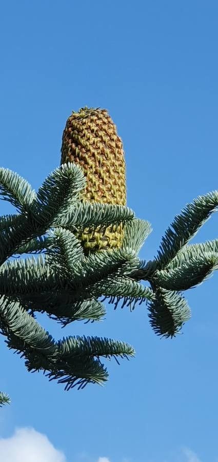 Abies procera fruit