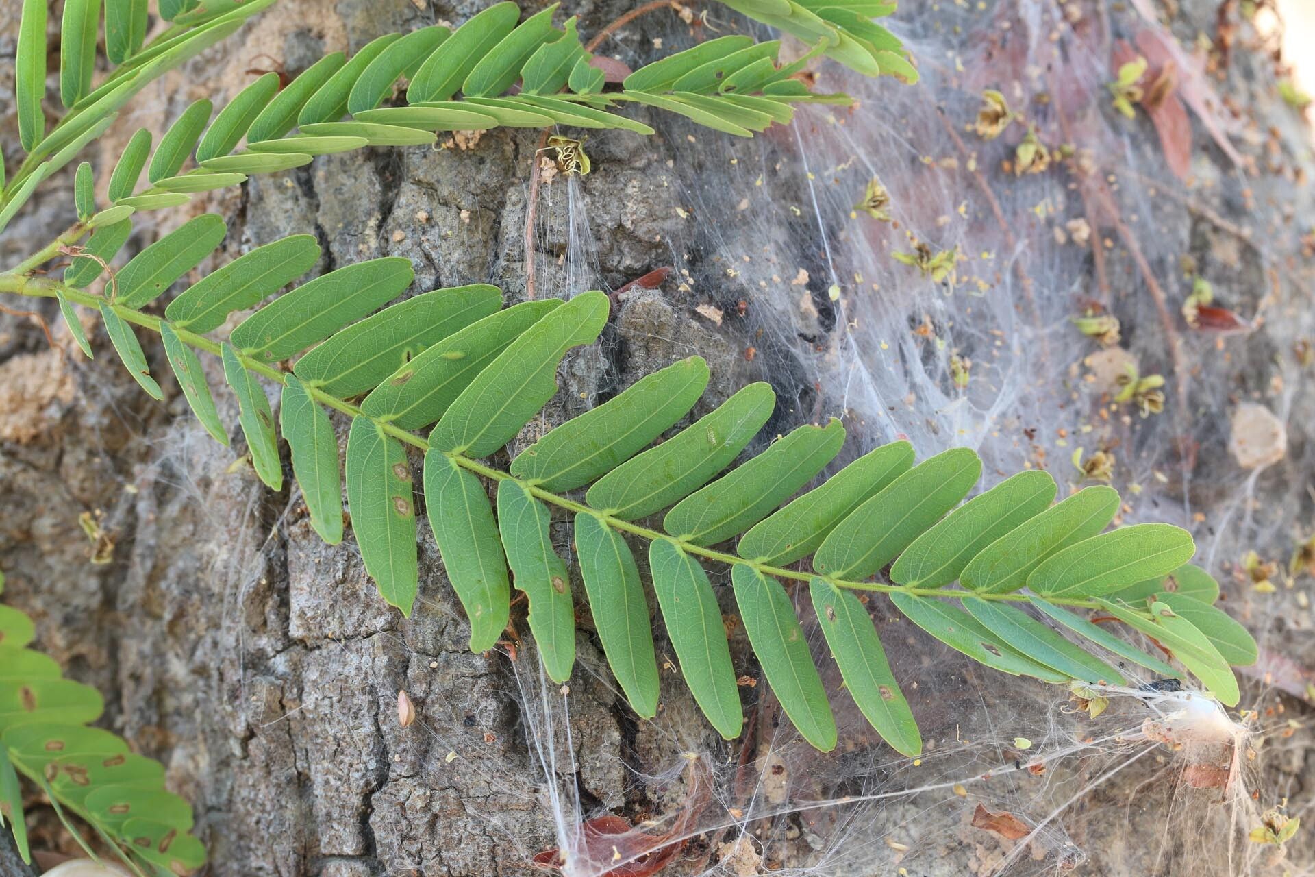 Brachystegia boehmii — related species from the same genus