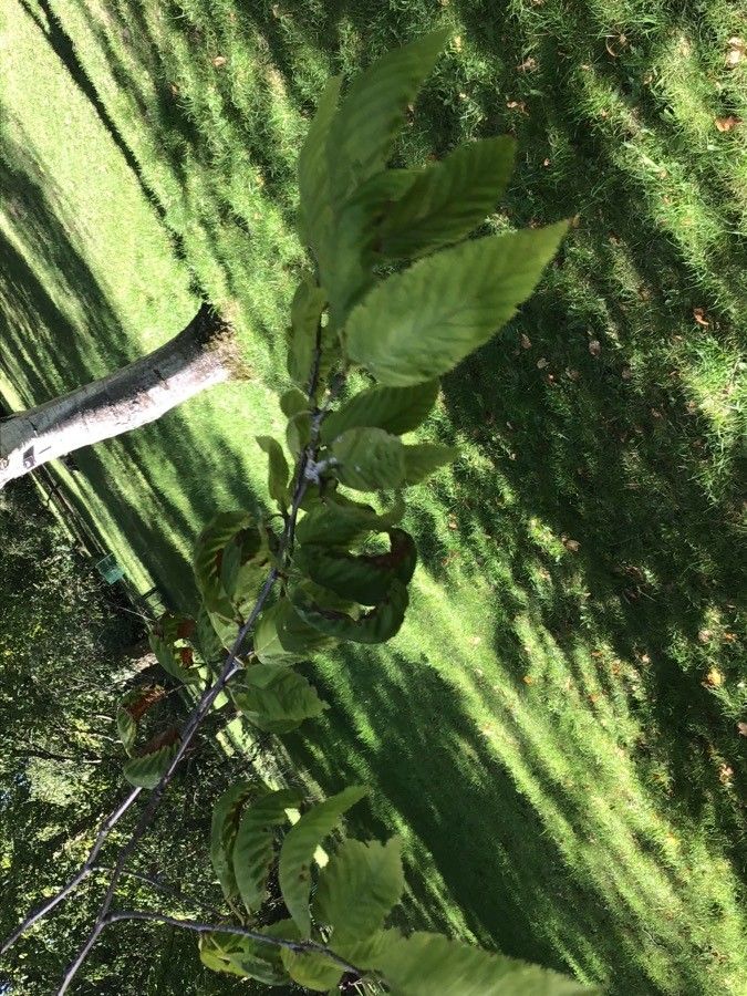 Betula schmidtii — search result for 'Betula'