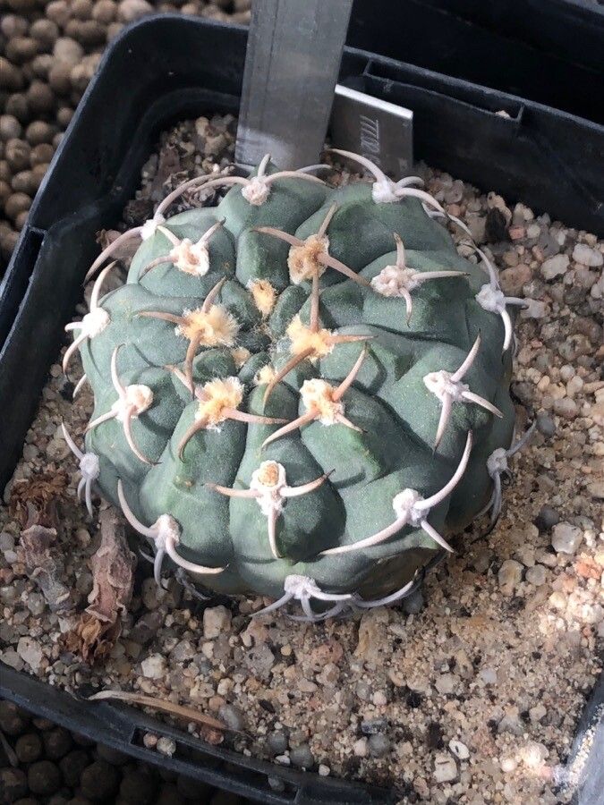 Gymnocalycium oenanthemum — search result for 'Gymnocalycium'