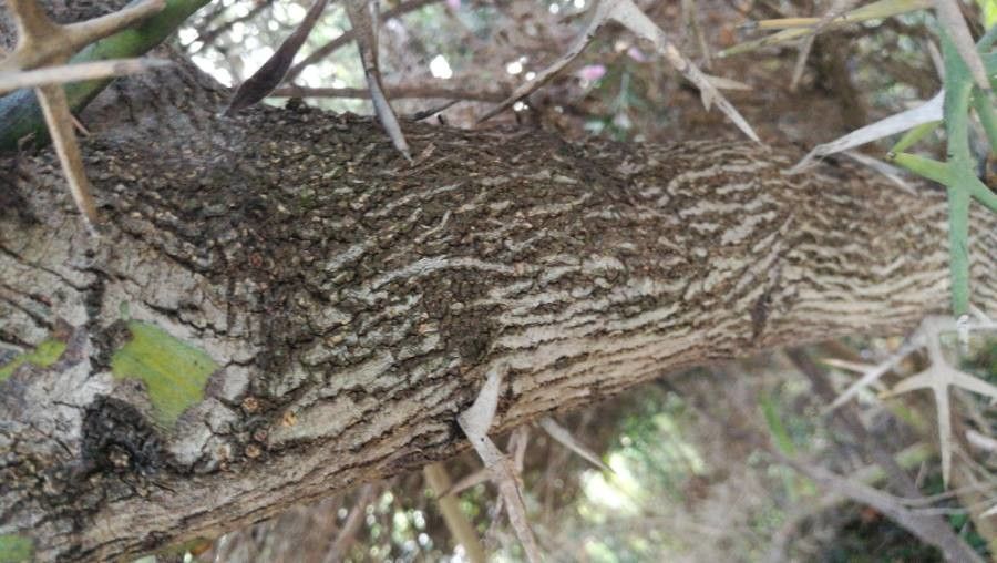 Colletia cruciata bark