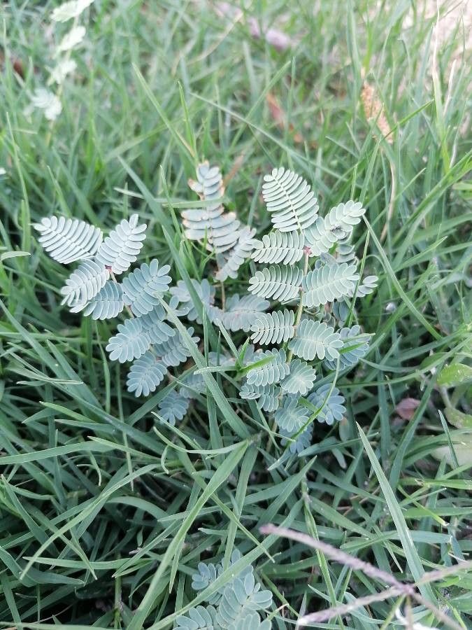 Hoffmannseggia glauca leaf