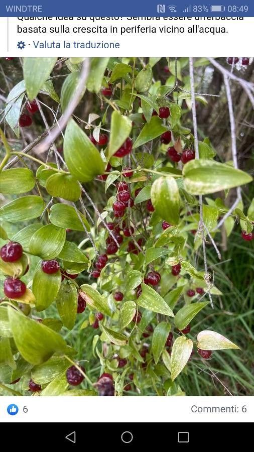 Asparagus asparagoides fruit