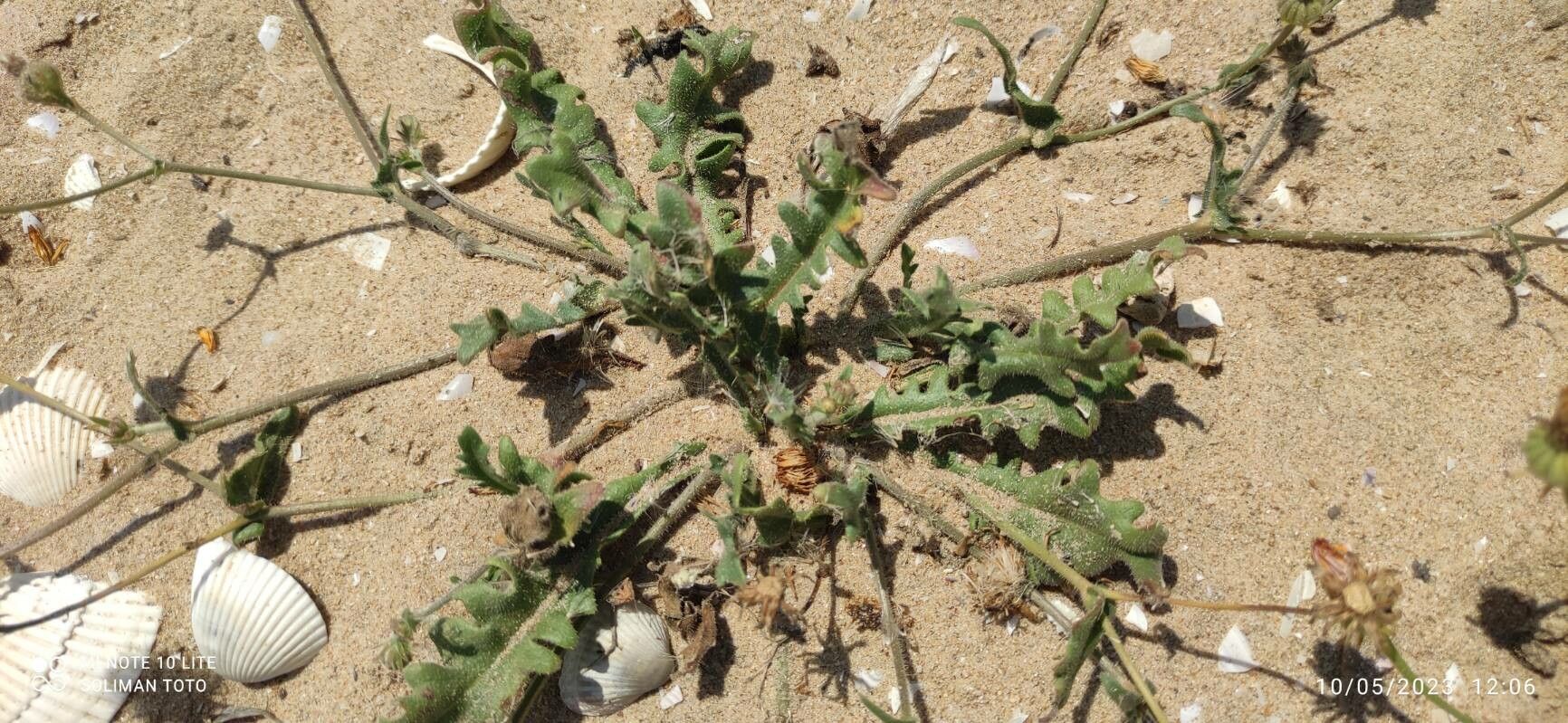 Picris asplenioides — related species from the same genus