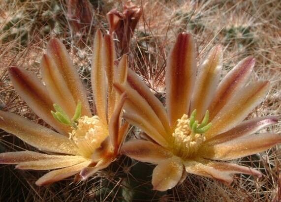 Echinocereus mapimiensis — search result for 'Echinocereus'