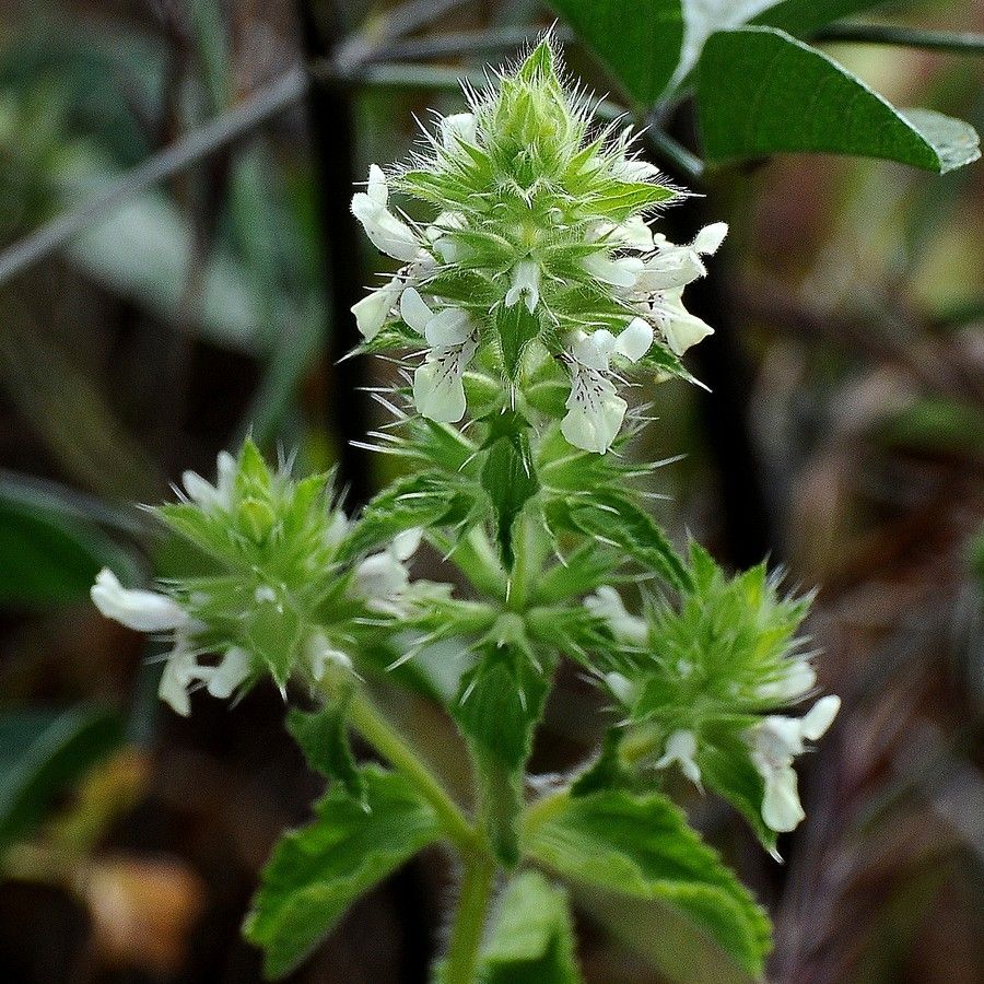 Stachys ocymastrum flower
