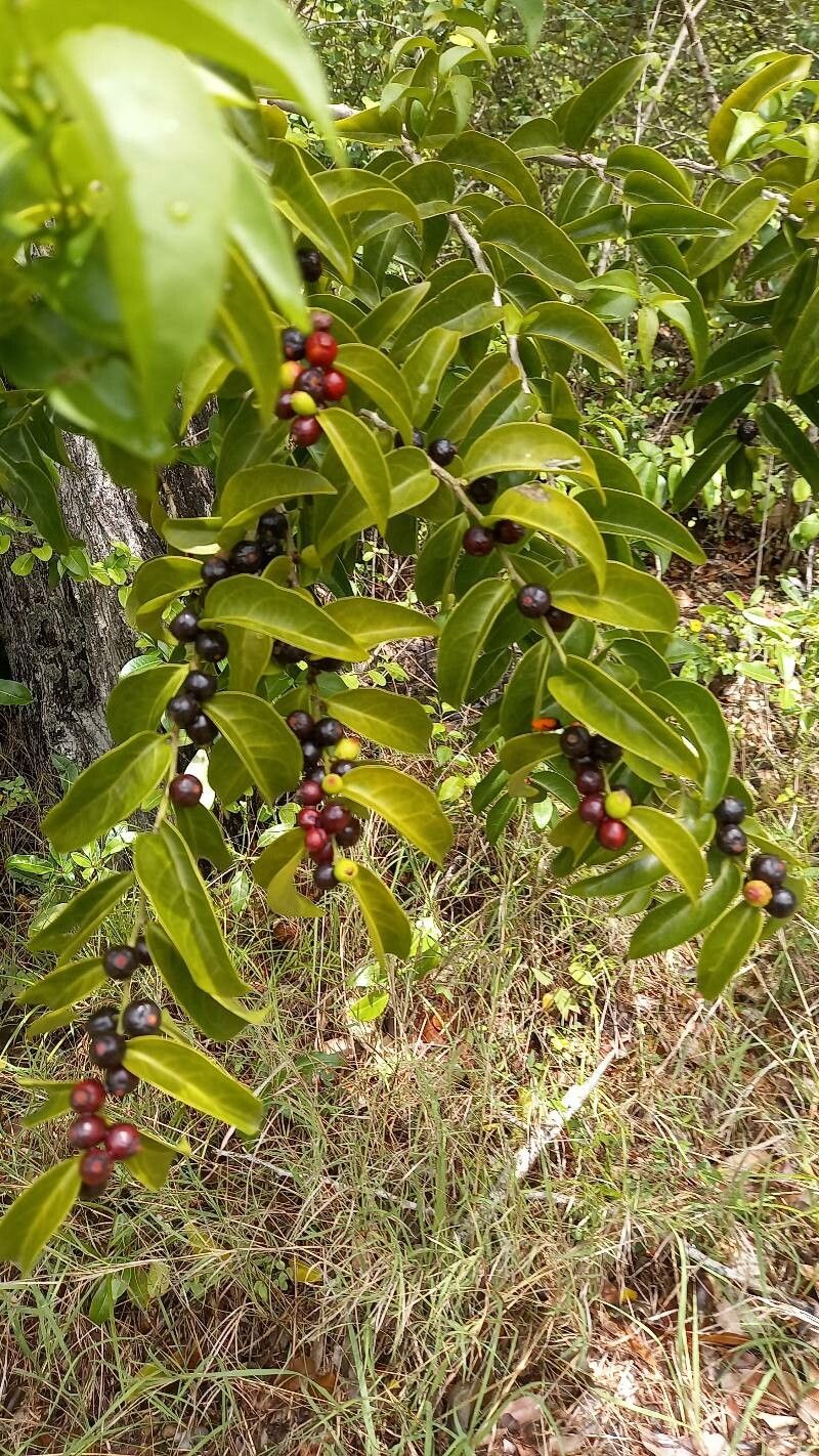 Schoepfia schreberi — search result for 'Ecuador'