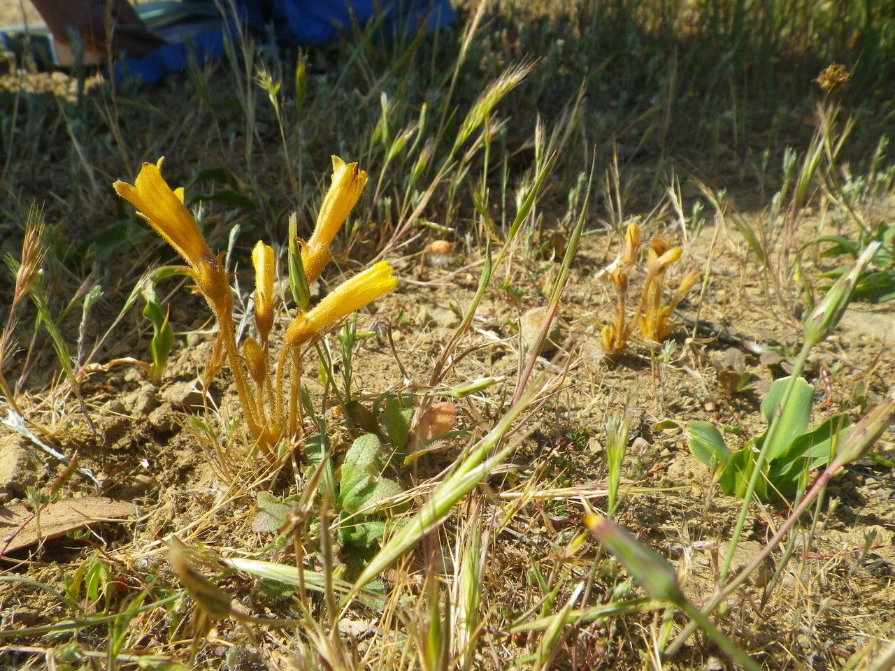 Orobanche fasciculata habit