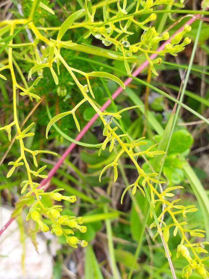 Thesium alpinum leaf