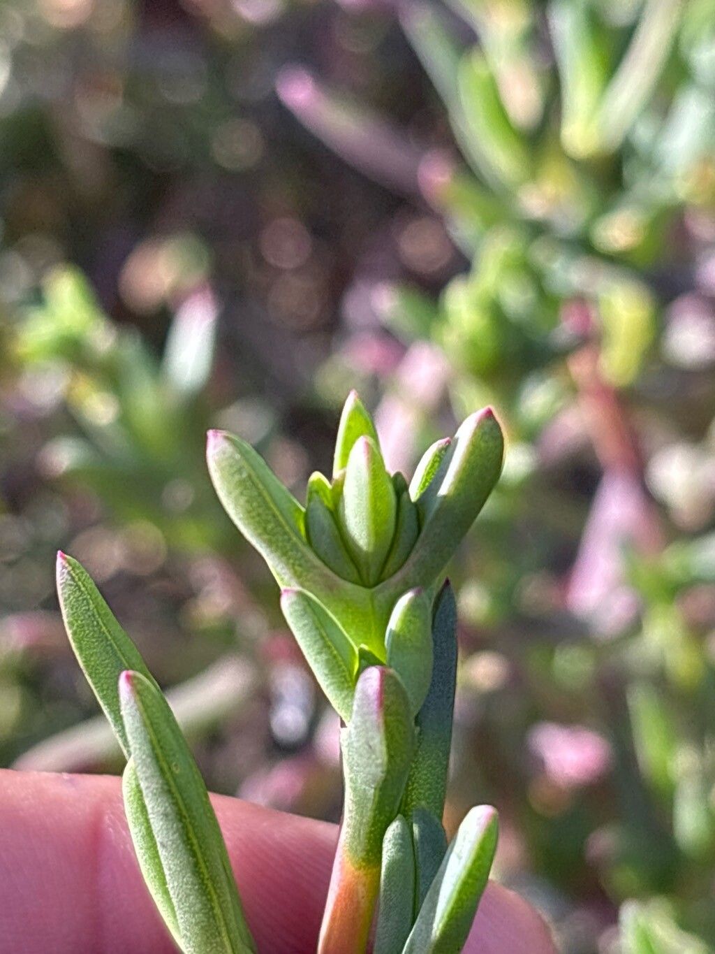 Lampranthus blandus leaf