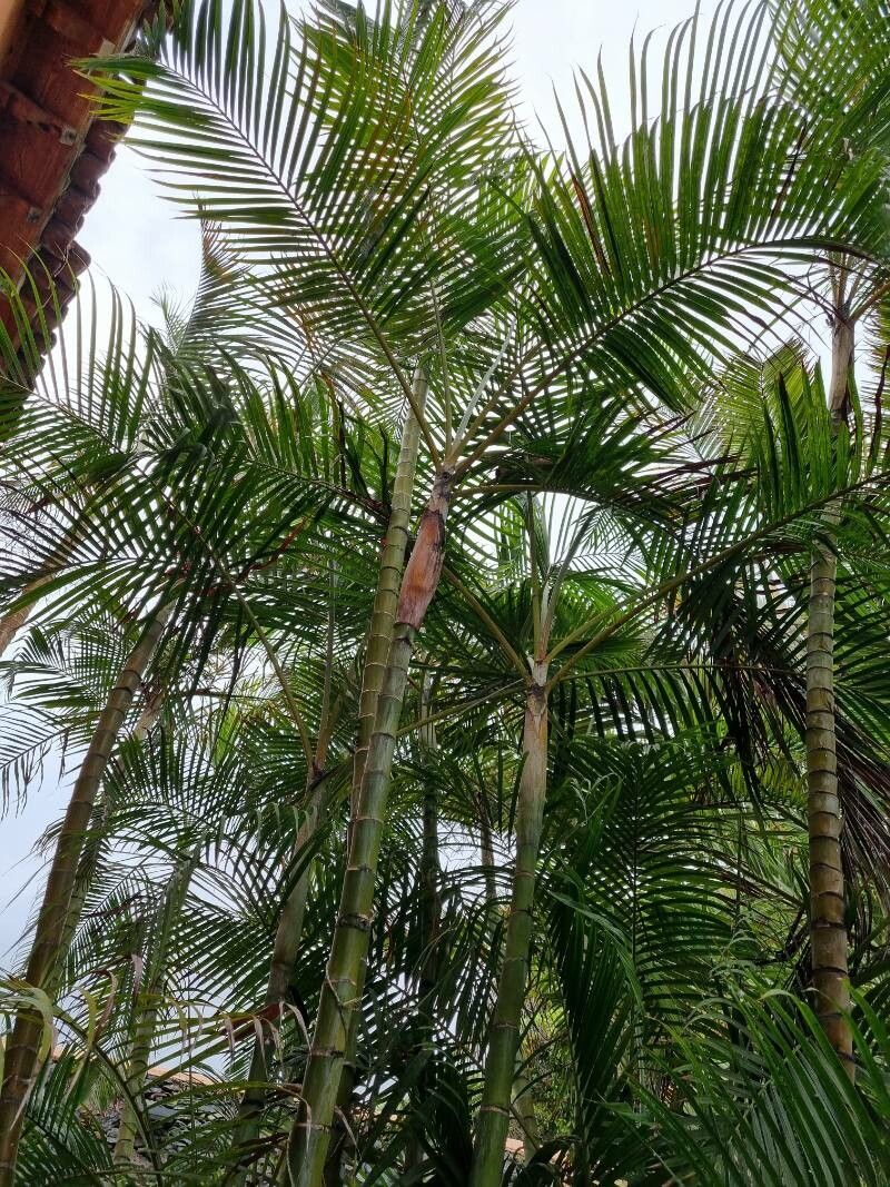 Cyphophoenix alba — search result for 'Arecaceae'