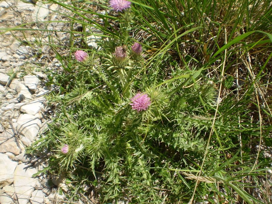 Carduus aurosicus habit