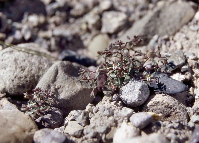 Nemacladus rigidus habit