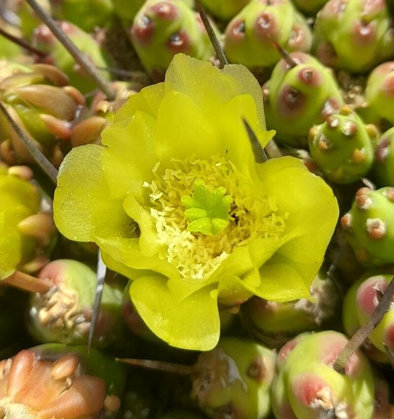 Maihueniopsis molfinoi flower