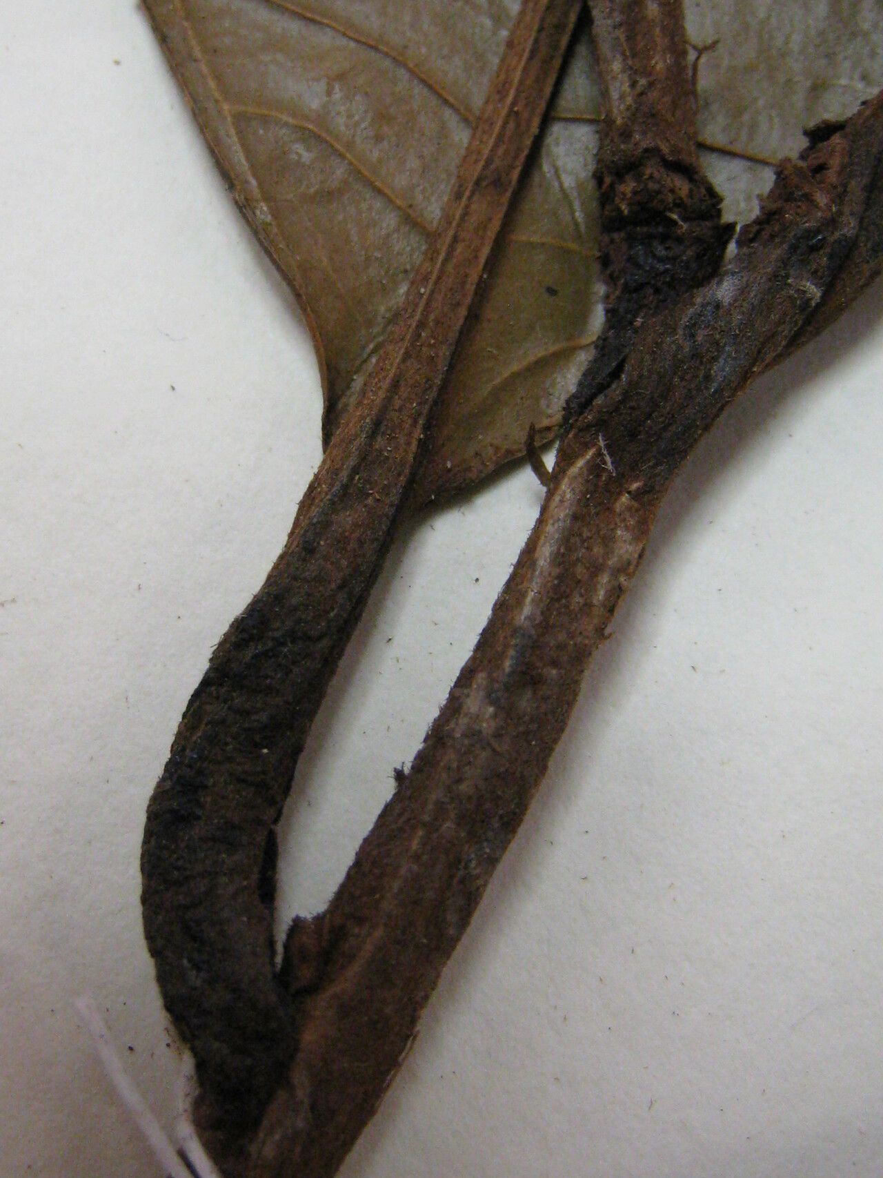 Micropholis submarginalis — houseplant care guide