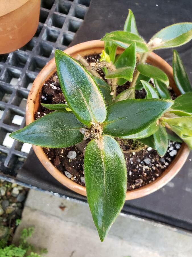 Nematanthus pycnophyllus — search result for 'Nematanthus'