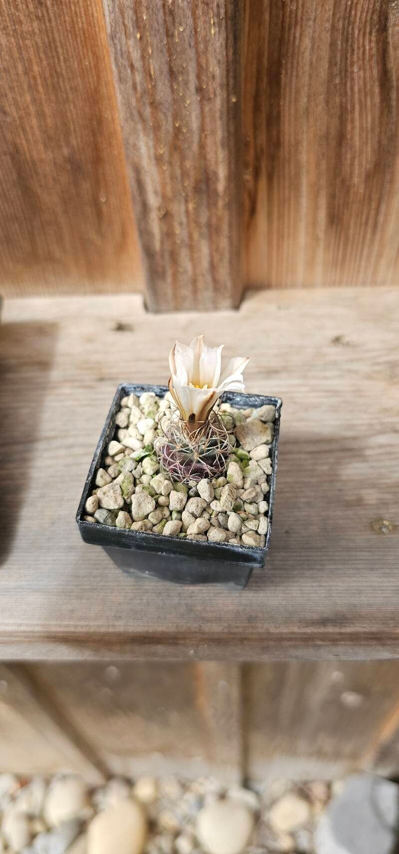 Turbinicarpus graminispinus flower