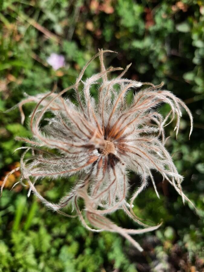 Anemone baldensis fruit