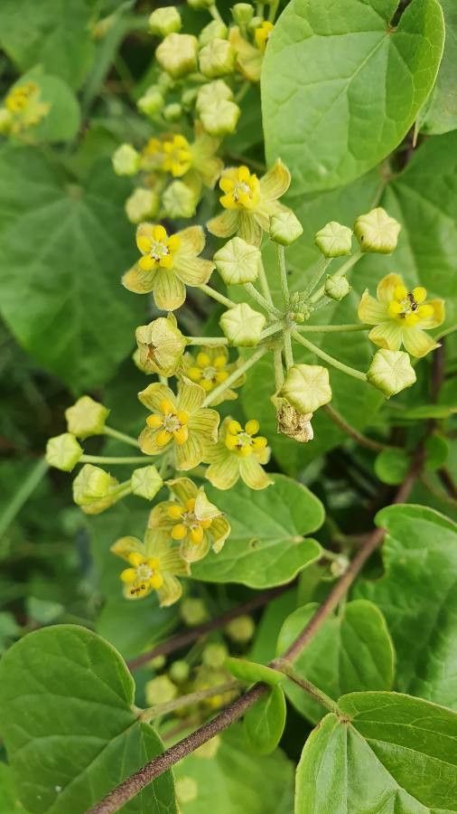 Cynanchum insipidum flower