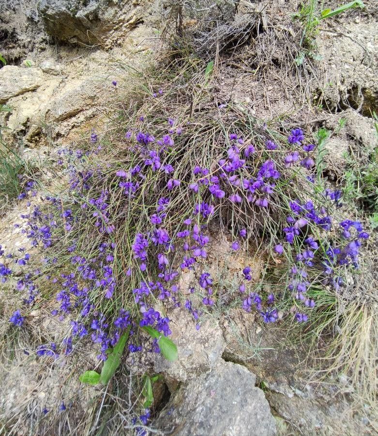 Polygala microphylla — search result for 'Polygala'