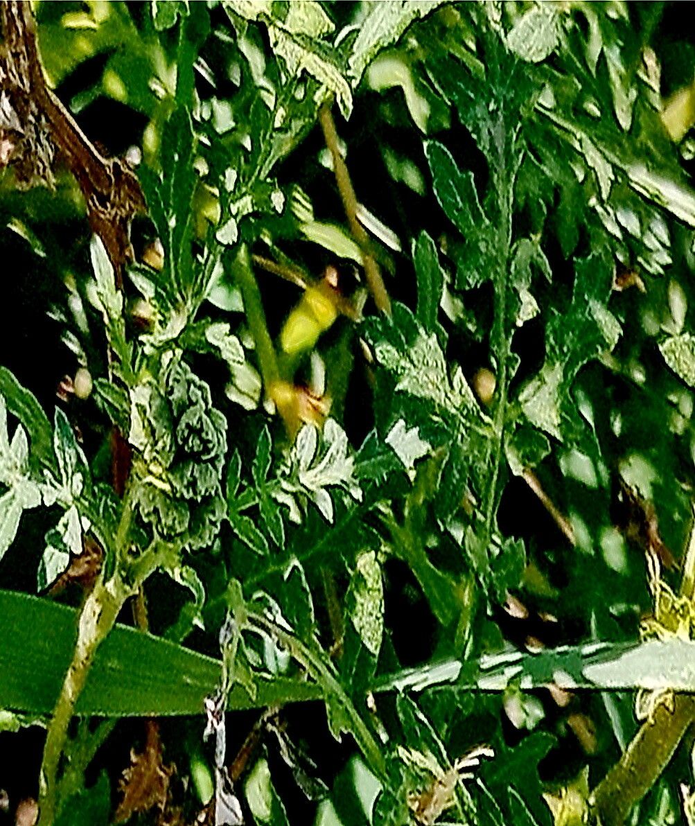 Ambrosia tomentosa — houseplant care guide