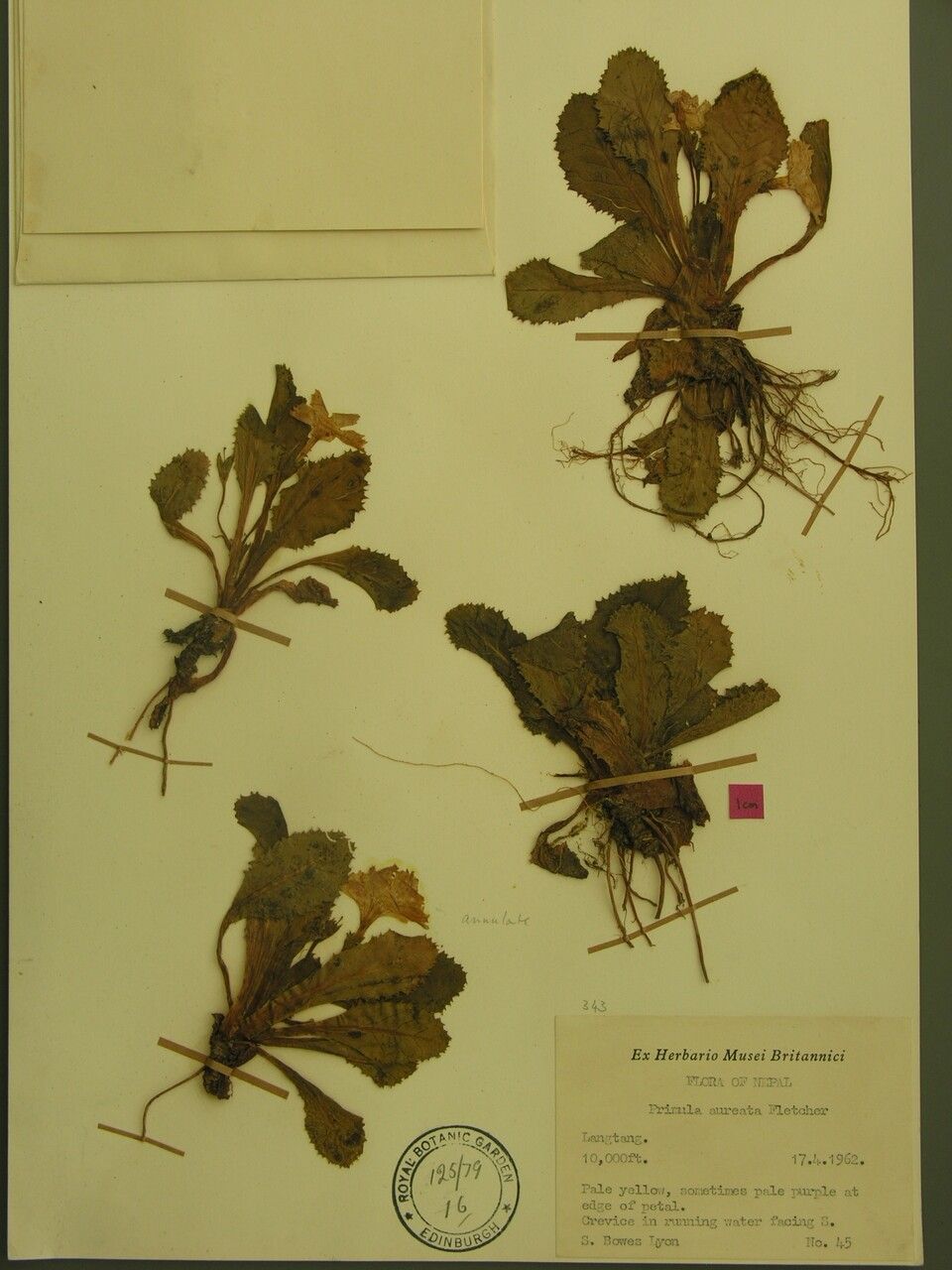 Primula aureata other