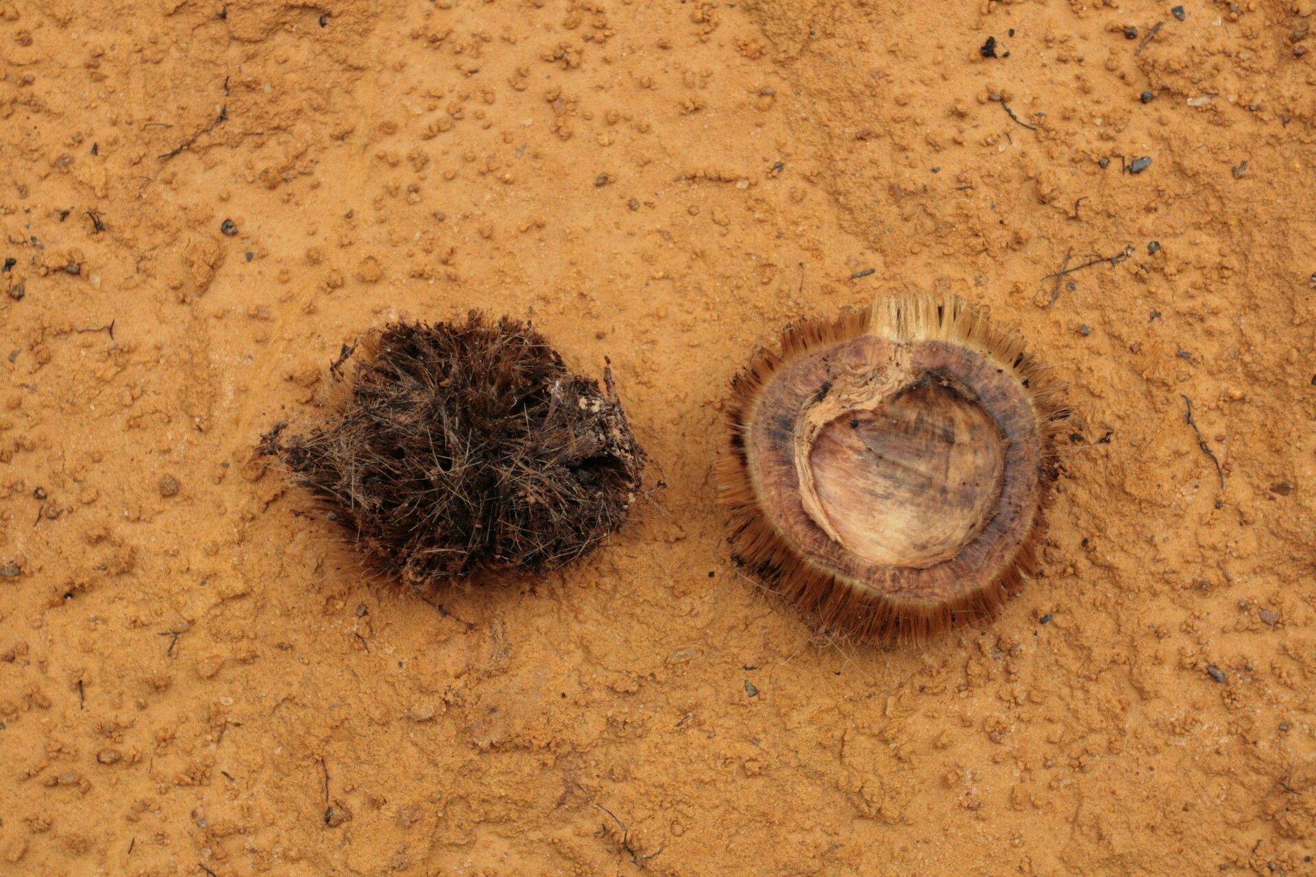 Irvingia robur fruit