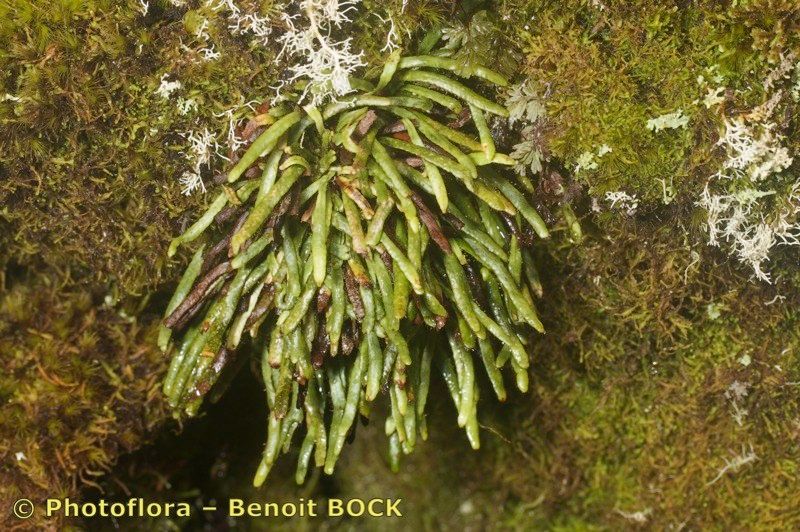 Ceradenia jungermannioides — search result for 'Azores'