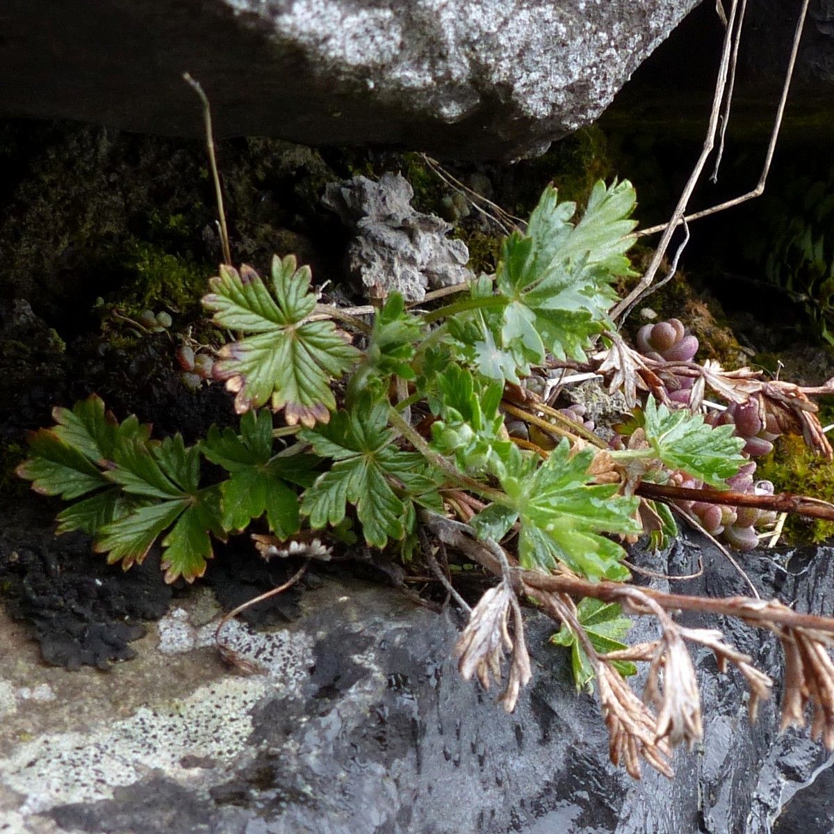 Potentilla neglecta habit