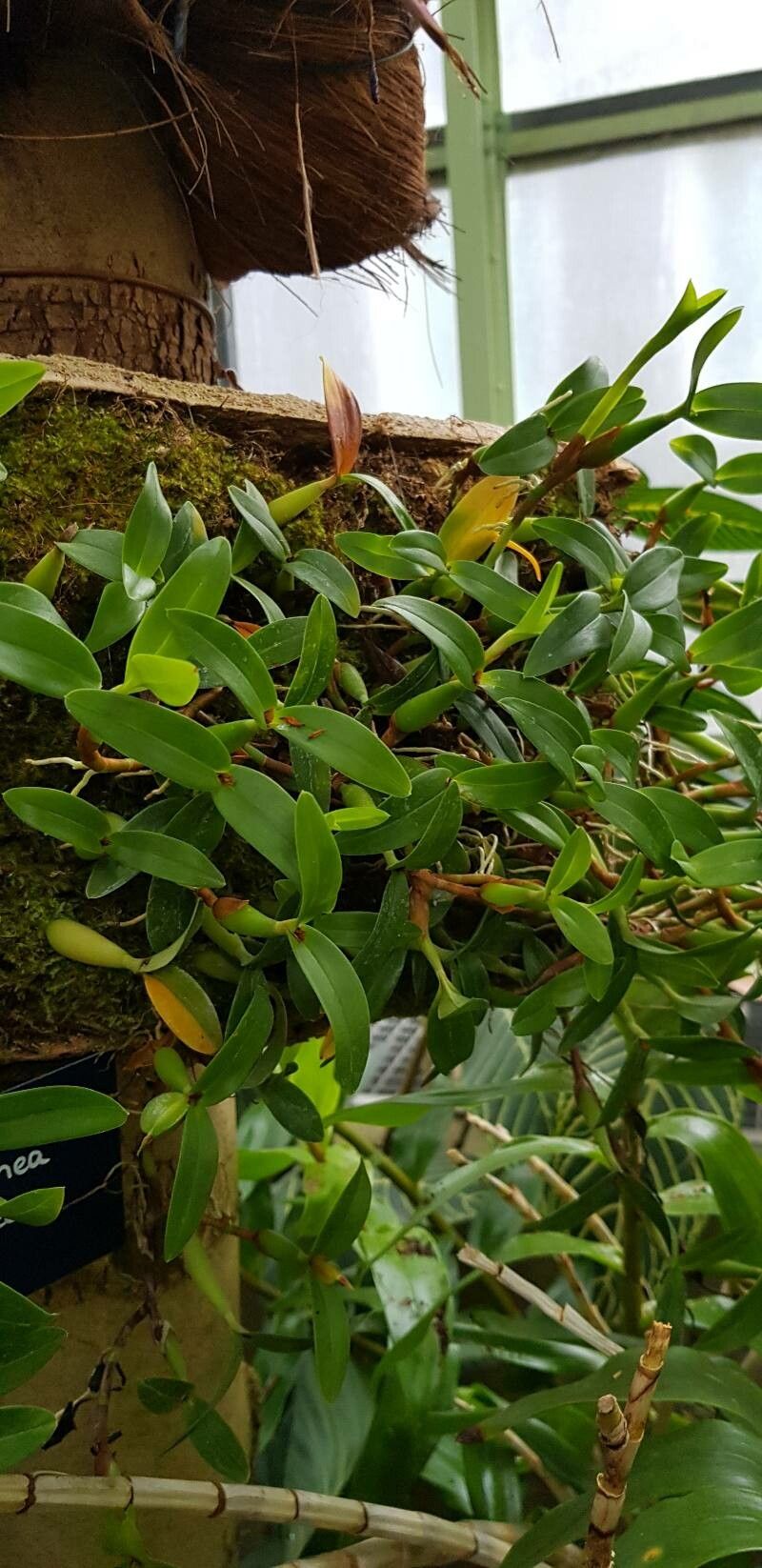 Prosthechea pygmaea habit